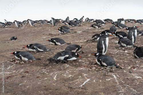 Gentoo Penguin (Pygoscelis papua) colony.