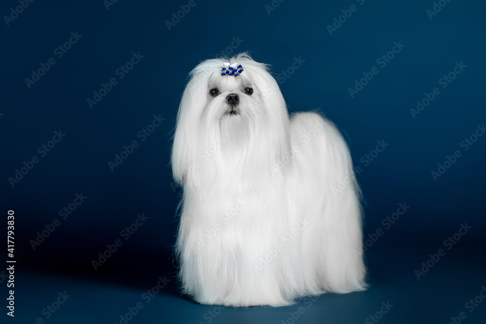 Beautiful doggy breed Maltese on a blue background Beautiful doggy breed Maltese on a blue background