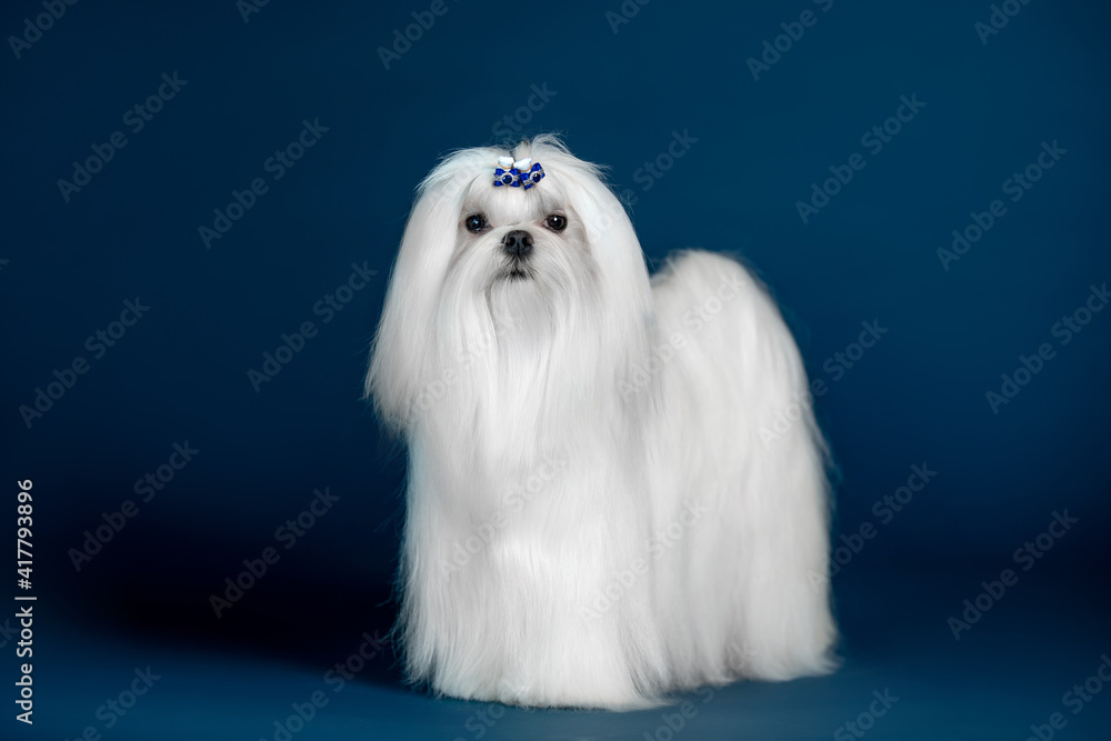 Beautiful doggy breed Maltese on a blue background Beautiful doggy breed Maltese on a blue background