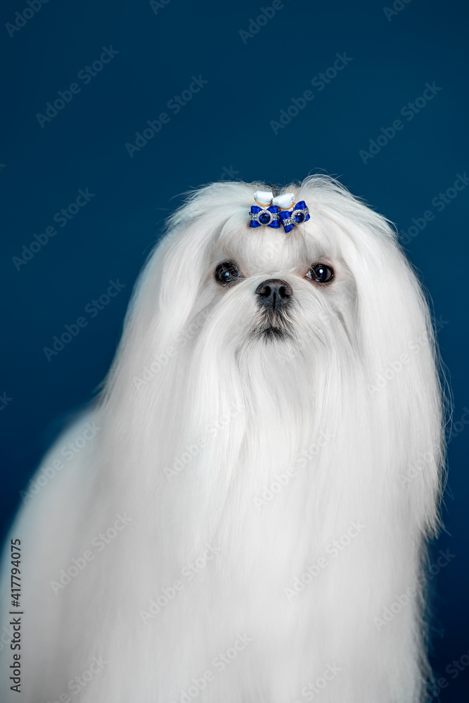 Beautiful doggy breed Maltese on a blue background Beautiful doggy breed Maltese on a blue background