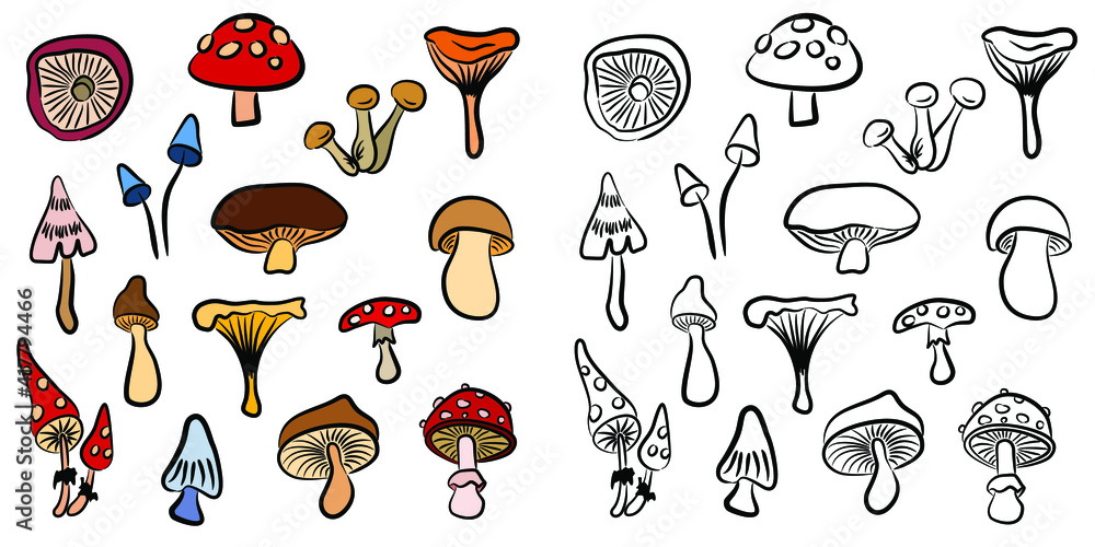 Vector set of colored and black outline forest mushrooms. Hand draws. Inscription. Assortment of mushrooms, boletus sketch food pattern isolated on background.
