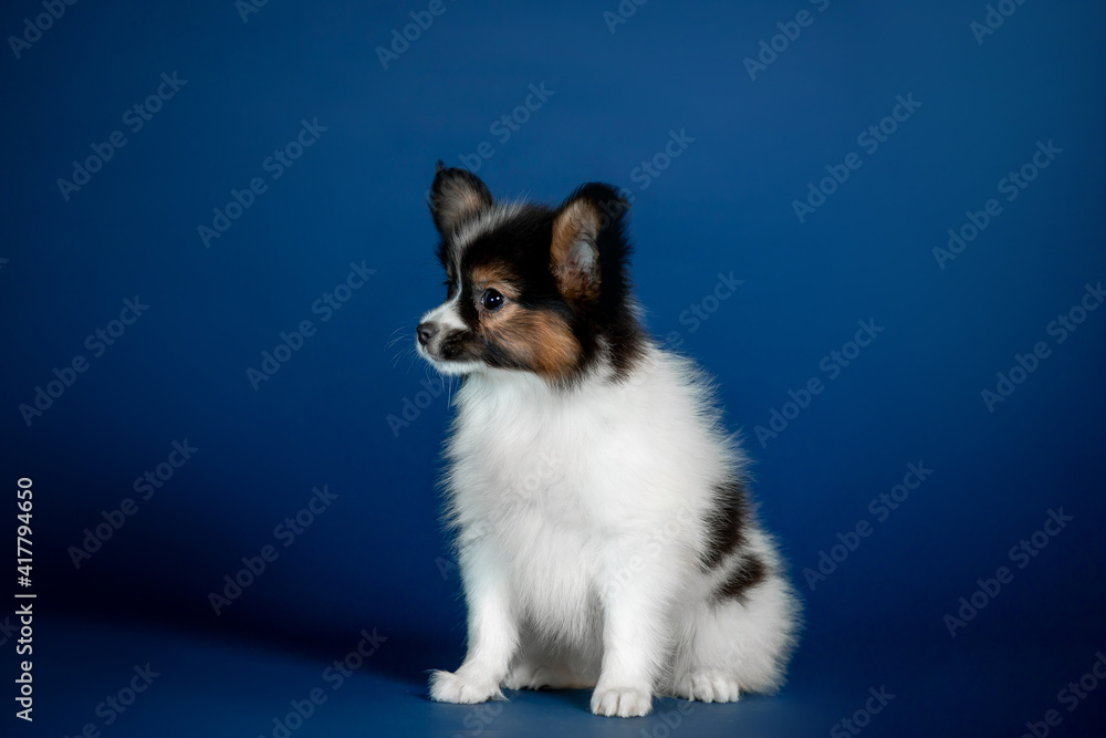 Small puppy of breed Papillon with blue background Small puppy of breed Papillon with blue background