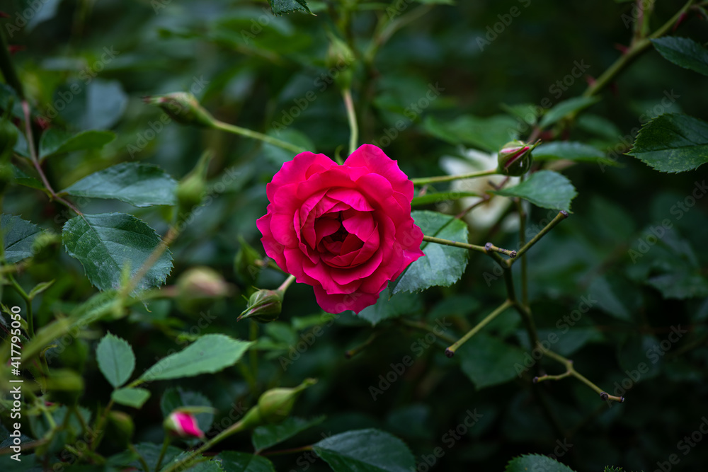 Nice big red rose with bokeh nature flora gardening macro Nice big red rose with bokeh nature flora gardening macro