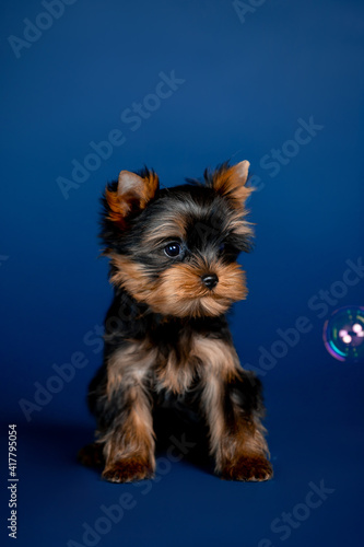 Little beautiful puppies of toy terrier in the studio