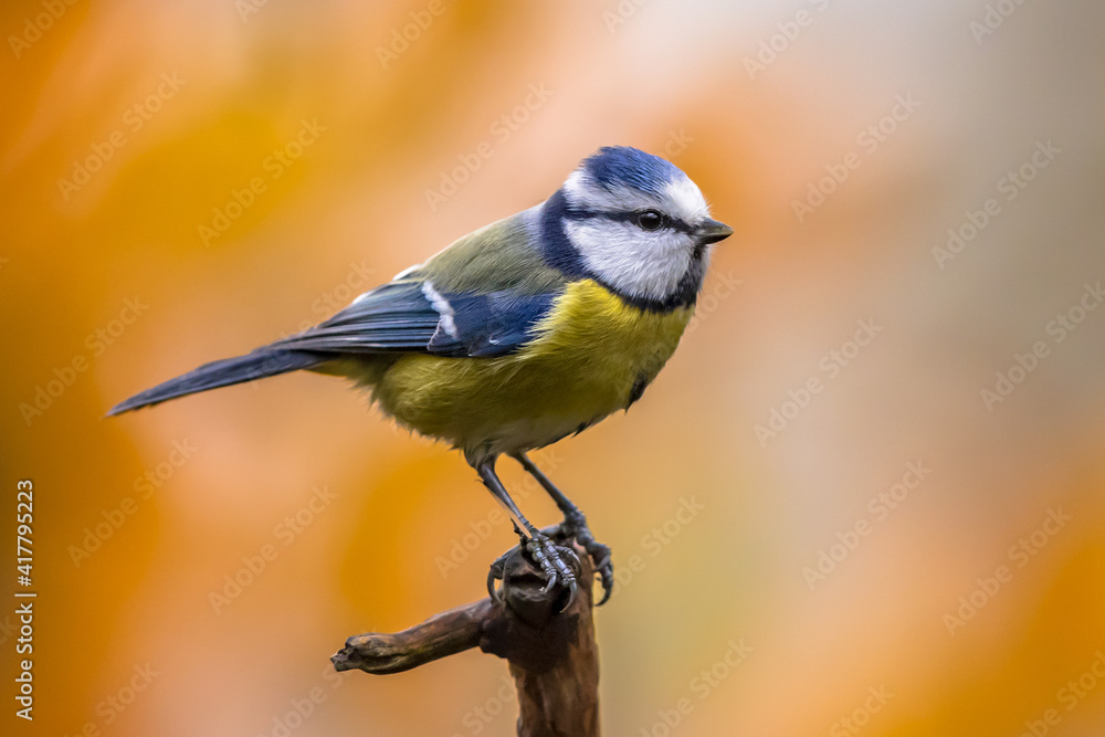Eurasian Blue Tit perched on branch with colorful background