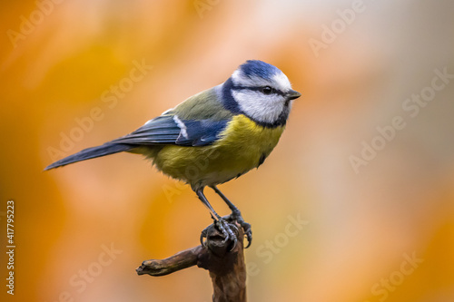 Eurasian Blue Tit perched on branch with colorful background