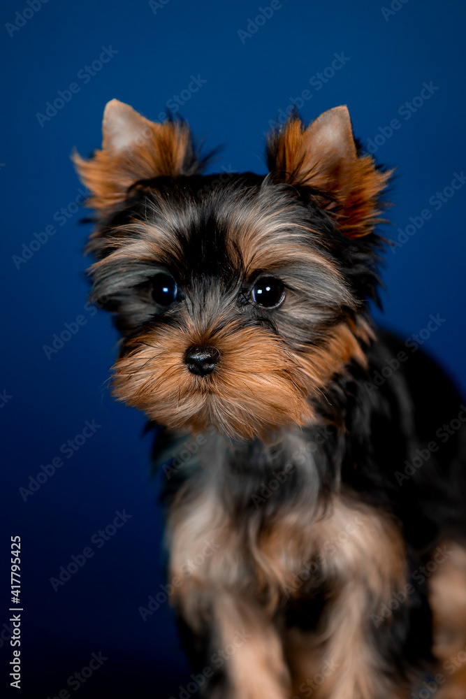 Little beautiful puppies of toy terrier in the studio