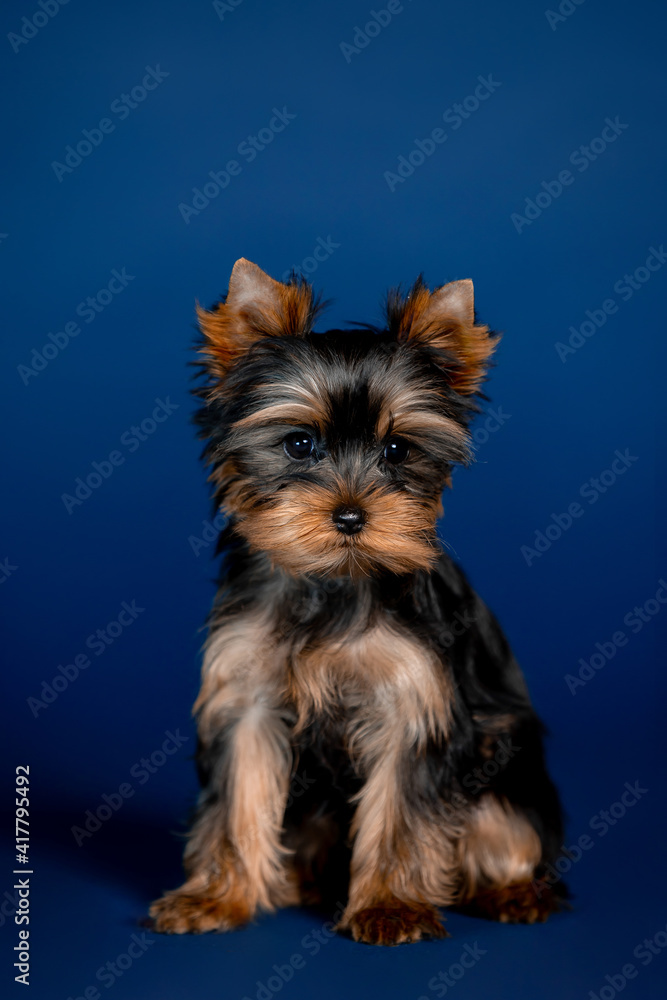 Little beautiful puppies of toy terrier in the studio