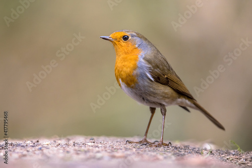 Red Robin bird in ecological garden © creativenature.nl