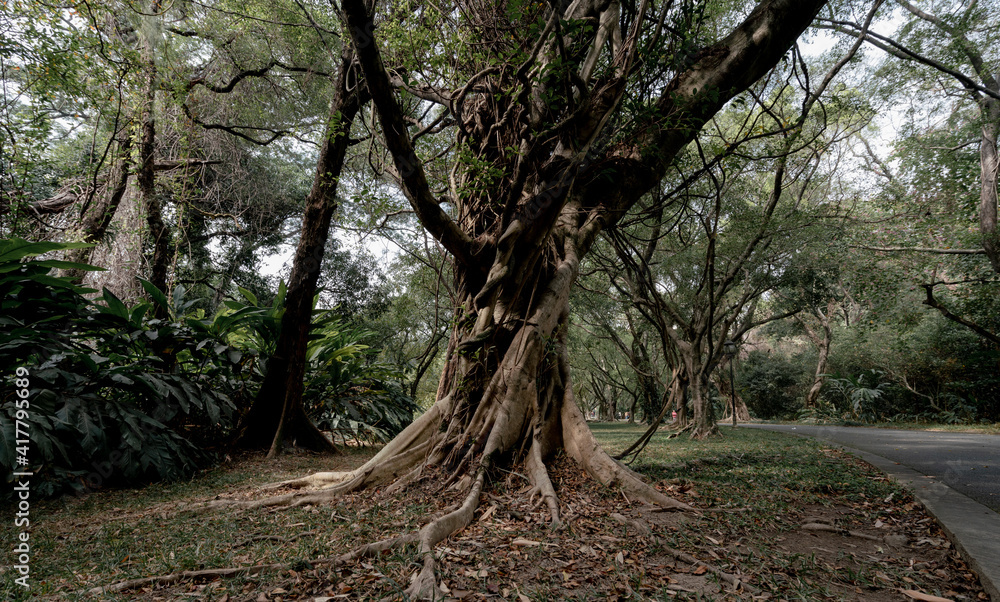 Fototapeta premium The trees in the botanical garden