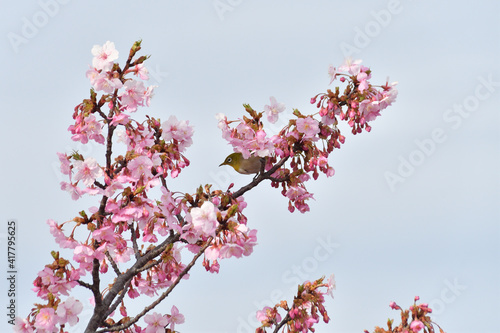 桜の花 めじろ 野鳥