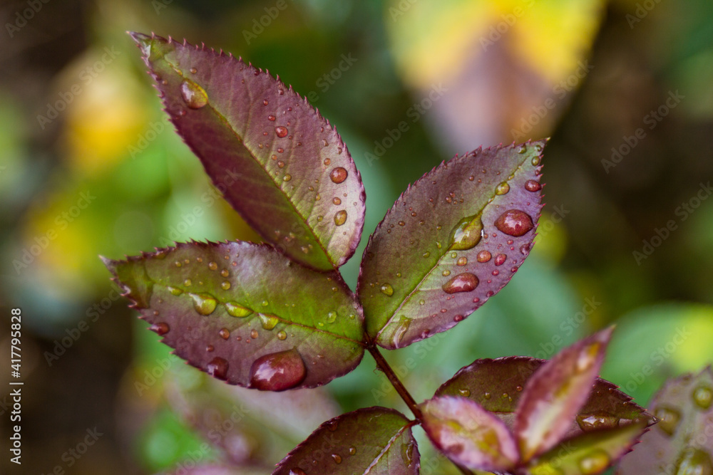 Close-up of green rose leaves with raindrops Close-up of green rose leaves with raindrops