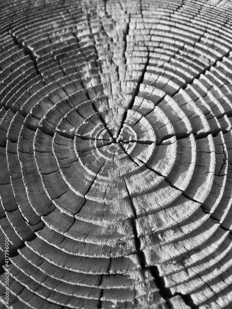 Obraz premium Old tree trunk circles natural abstract textured background