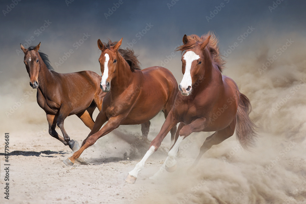 Horses free run on desert storm against sunset sky Horses free run on desert storm against sunset sky