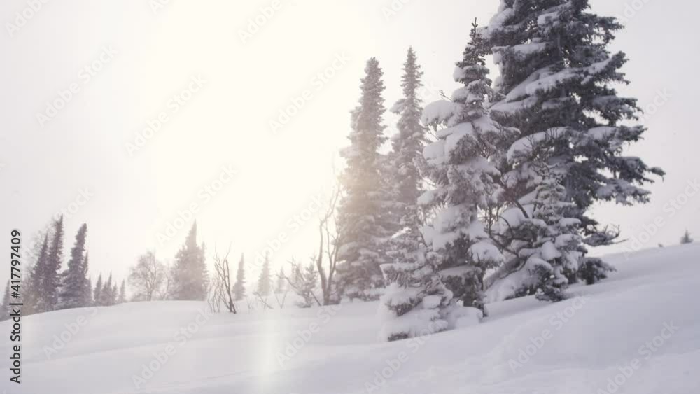 Soft snowfall in the winter snowy forest. Snowdrifts and snowfall in winter with sunset sunlight. Soft snowfall in the winter snowy forest. Snowdrifts and snowfall in winter with sunset sunlight.