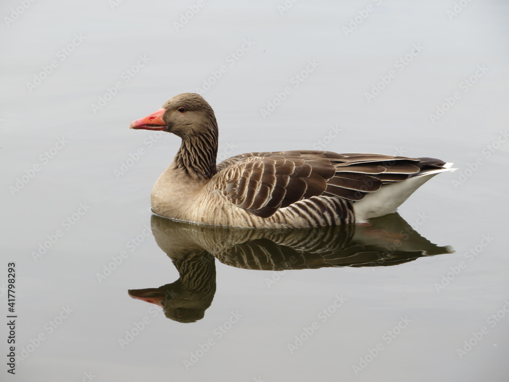 goose swimming on the water