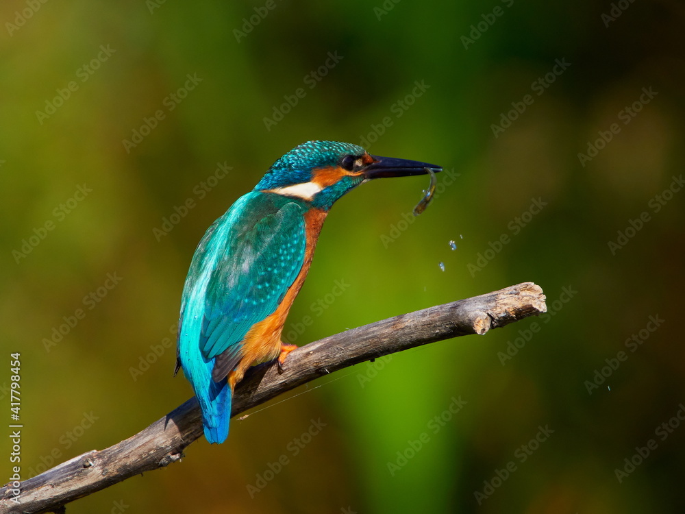 The common kingfisher (Alcedo atthis) also known as the Eurasian kingfisher in natural habitat The common kingfisher (Alcedo atthis) also known as the Eurasian kingfisher in natural habitat