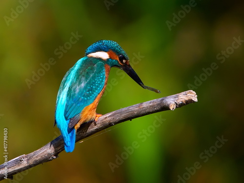 The common kingfisher (Alcedo atthis) also known as the Eurasian kingfisher in natural habitat