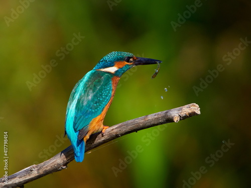 The common kingfisher (Alcedo atthis) also known as the Eurasian kingfisher in natural habitat