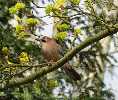 jay sitting on a branch