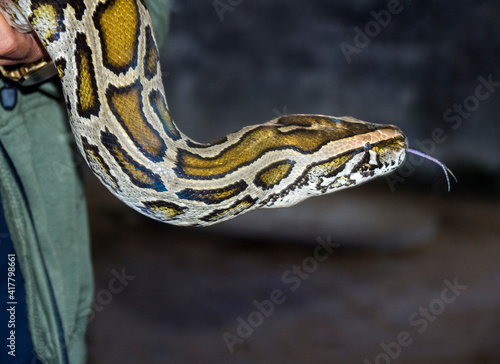 A man holding a Python close up 