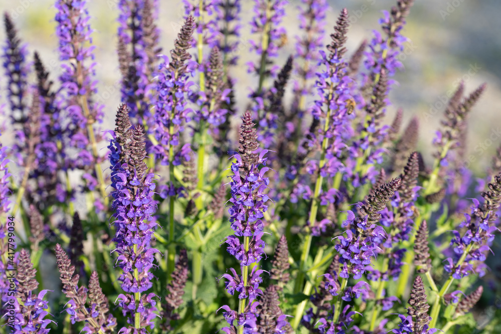 Obraz premium Violett blühender Blütensalbei, Salvia nemorosa, im Garten