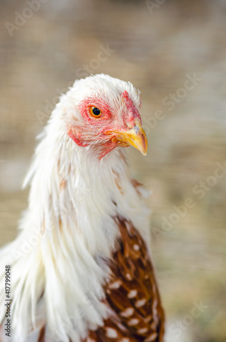 Portrait of a hen close-up on a chicken farm