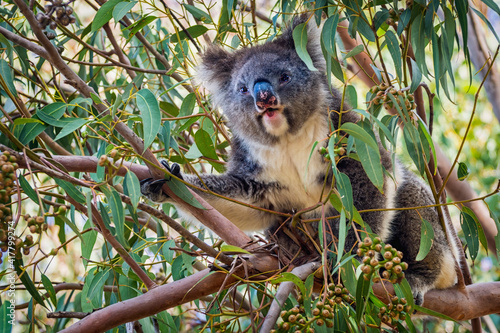 Koala - Phascolarctos cinereus on the tree in Australia,