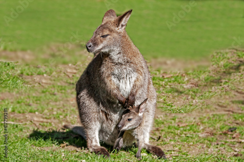 Wallaby de Bennett et son bébé dans la poche en gros plan