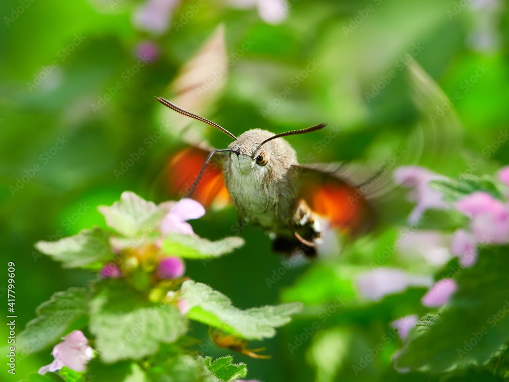 Fototapeta premium hummingbird hawk-moth hovering over flower (Macroglossum stellatarum)
