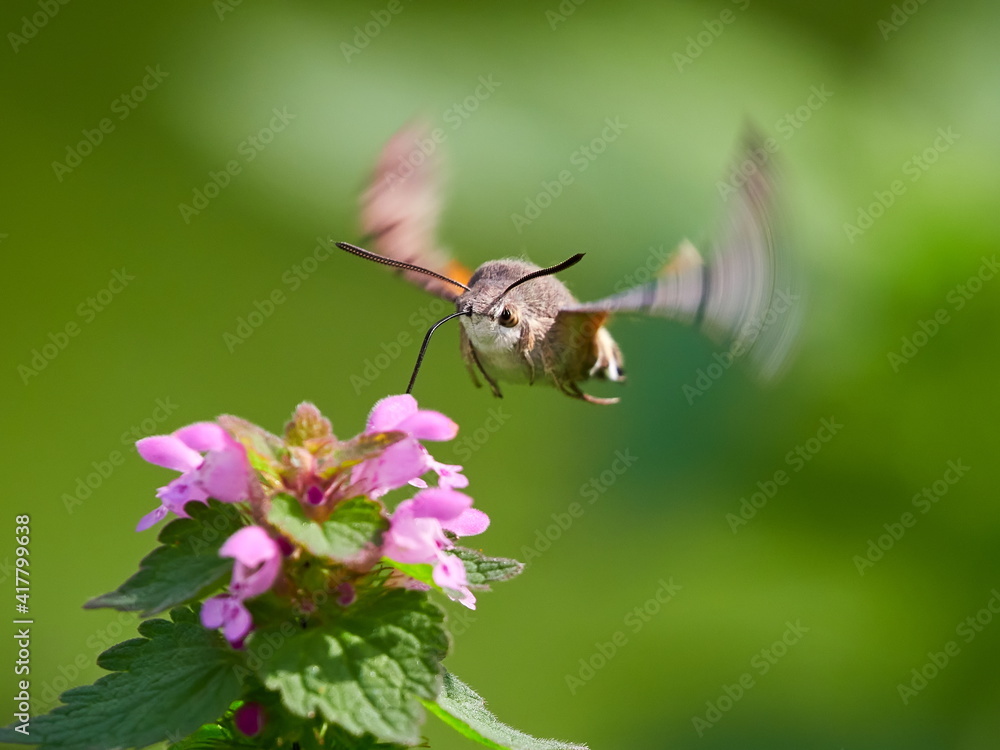 Fototapeta premium hummingbird hawk-moth hovering over flower (Macroglossum stellatarum)