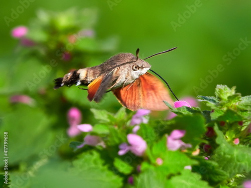 hummingbird hawk-moth hovering over flower (Macroglossum stellatarum)