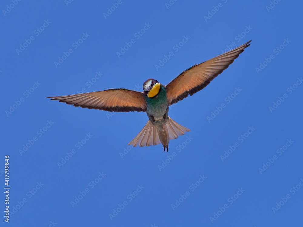 european bee-eater (Merops Apiaster) flying against the blue sky