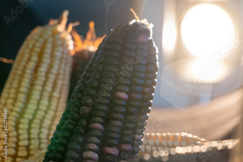 Fototapeta Naklejka Na Ścianę i Meble -  A closeup shot of freshly picked ripe sweet corn cobs in different colors