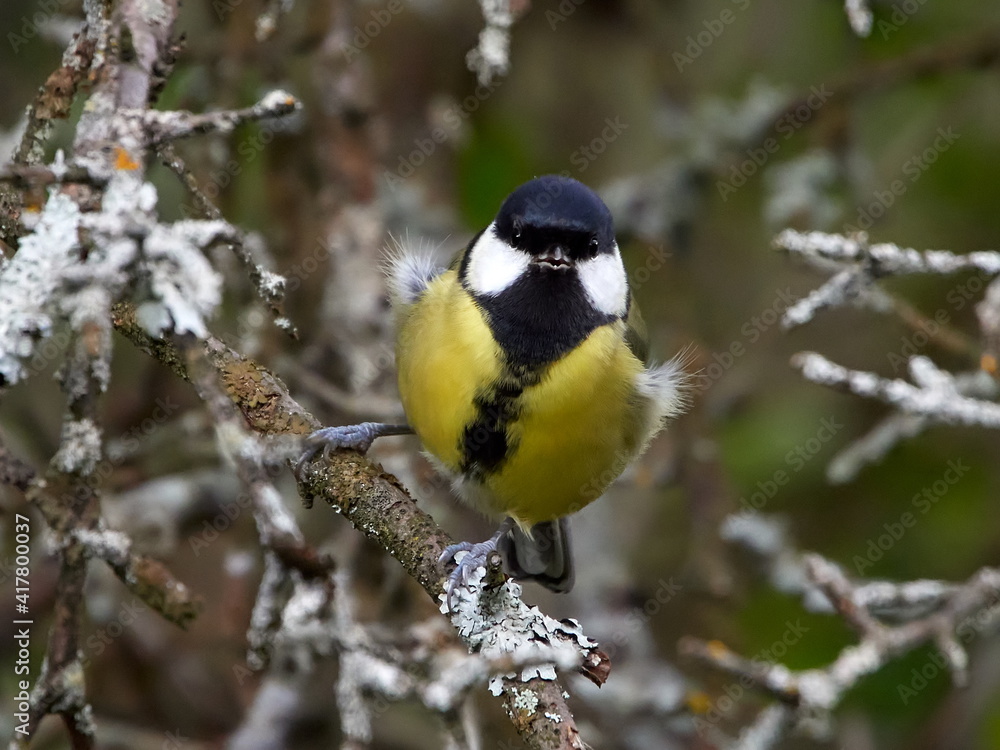 great tit on branch in spring (parus major) great tit on branch in spring (parus major)