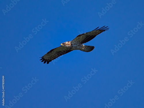 Honey buzzard  Pernis apivorus  flying against theblue sky   bird from falcon group