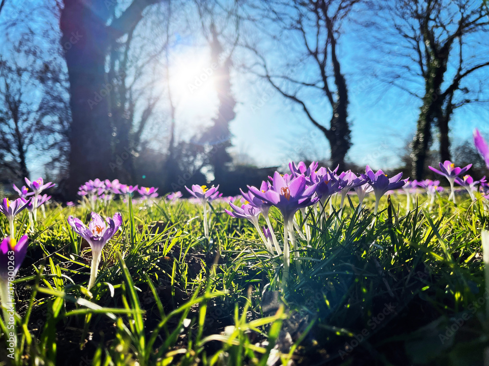 Obraz premium Krokus blüht auf Wiese im Frühling bei strahlender Sonne