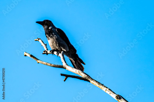 crow bird placed on the tip of a log