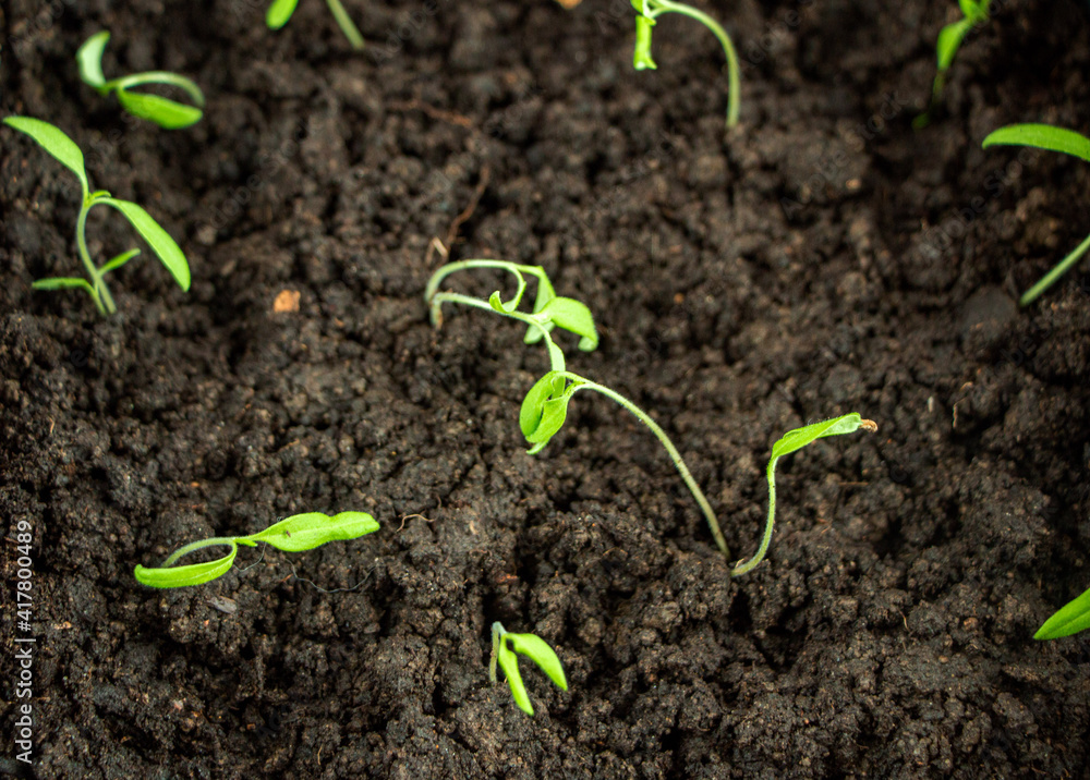 seedlings of cultivated plants, young shoots with green leaves, grow on wet earthy soil. concept of growth, development, spring, vegetarianism and ecology. seedlings of cultivated plants, young shoots with green leaves, grow on wet earthy soil. concept of growth, development, spring, vegetarianism and ecology.