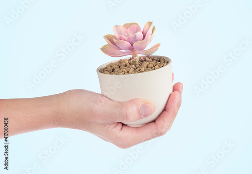 hand raised succulent cactus pots
