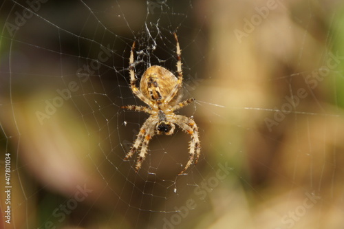 Spiders net