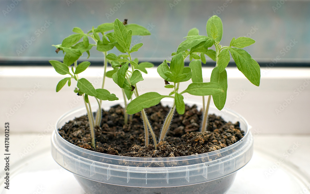 Small green leaves of the tomato. Growing a tomato at home on the windowsill. Small green leaves of the tomato. Growing a tomato at home on the windowsill.
