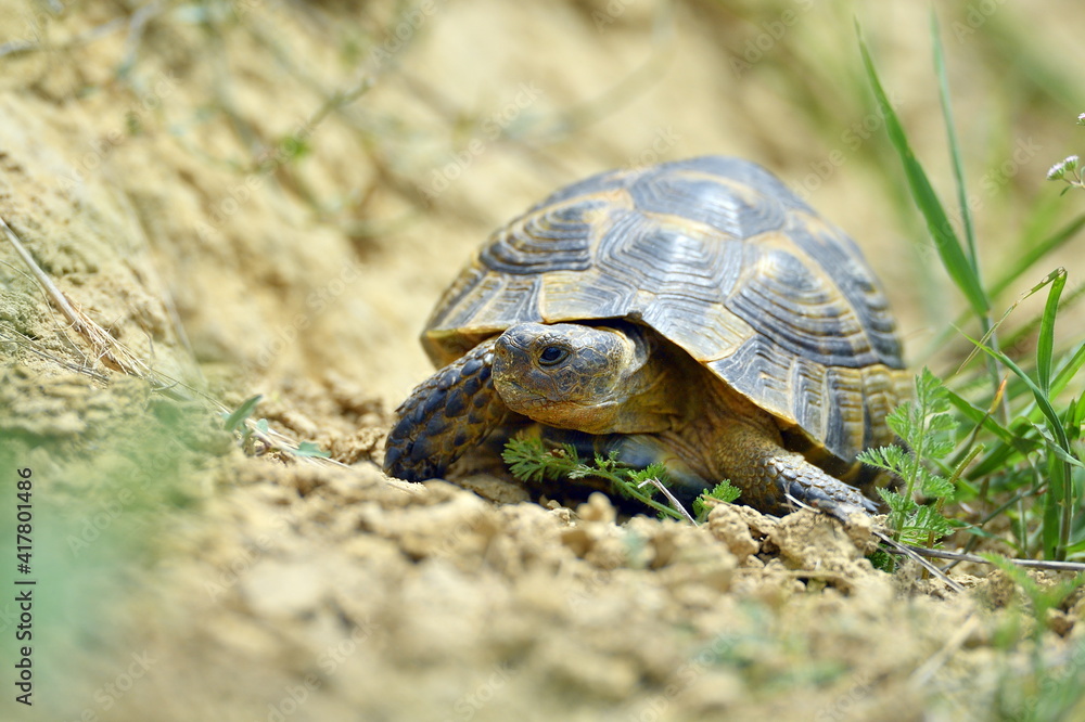Fototapeta premium Spur thighed turtle (Testudo graeca) in natural habitat