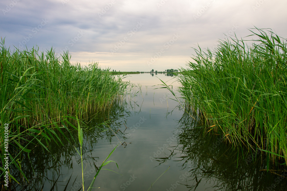 Reed beds of Lake White House in early morning.