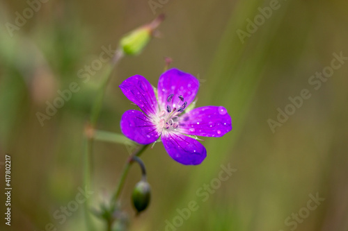 Flower of Geranium palustre on green nature background.