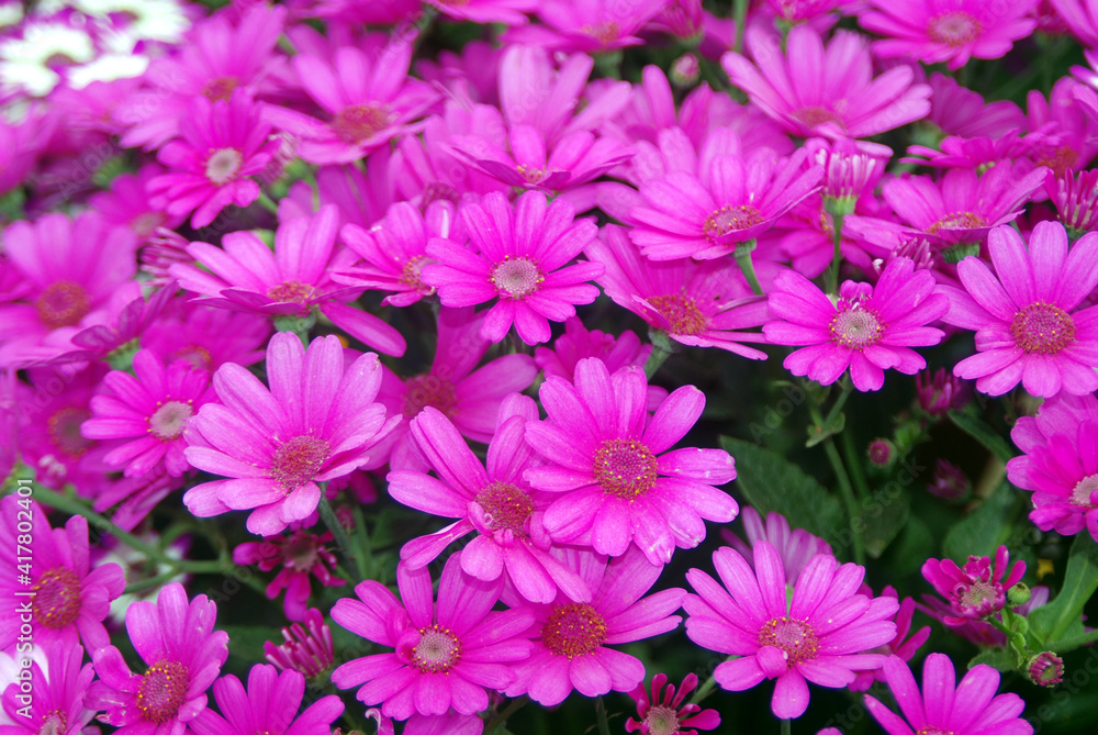 pink and white flower 