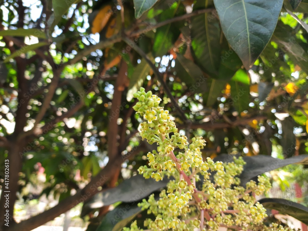 Mango tree flowering in bloom close up Stock Photo