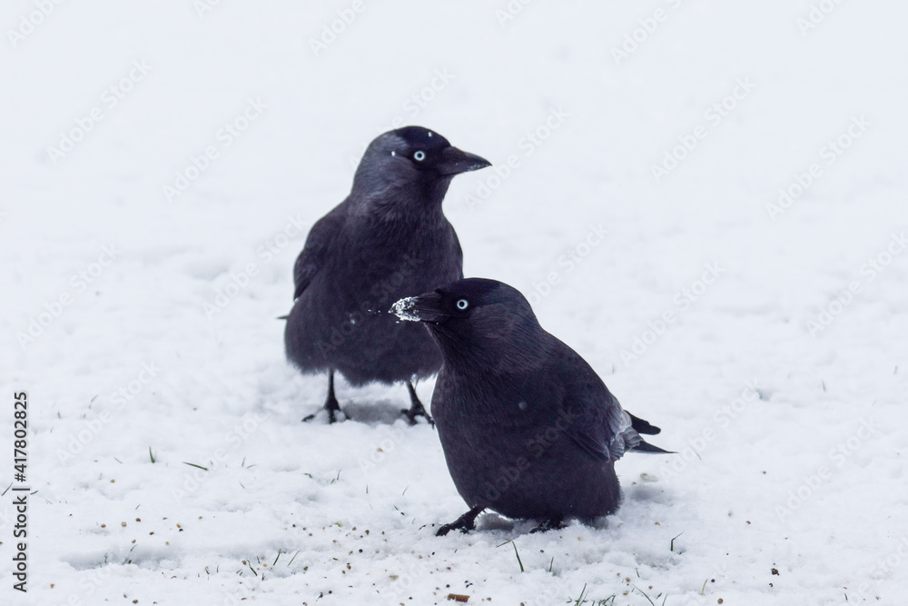 Crows in the snow in the Netherlands Crows in the snow in the Netherlands