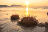 Numerous beautifully patterned red sea urchins are washed by the waves on Patong Beach, .Phuket Thailand. a strange natural phenomenon that has never happened before.To make a panic with people..