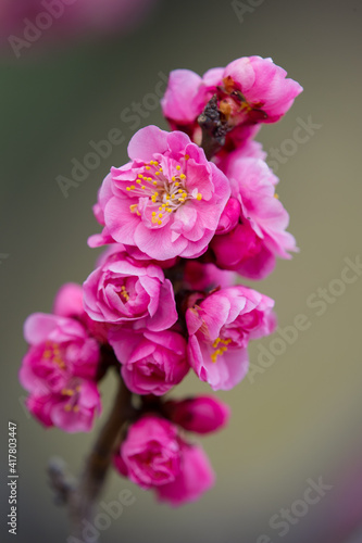 紅梅の枝　梅の花
